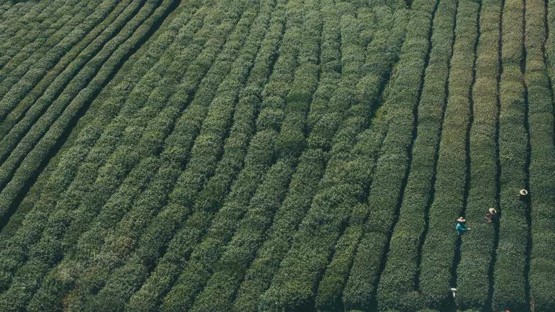 Các Vị Trí Trong Bóng Đá: Phân Tích Chi Tiết