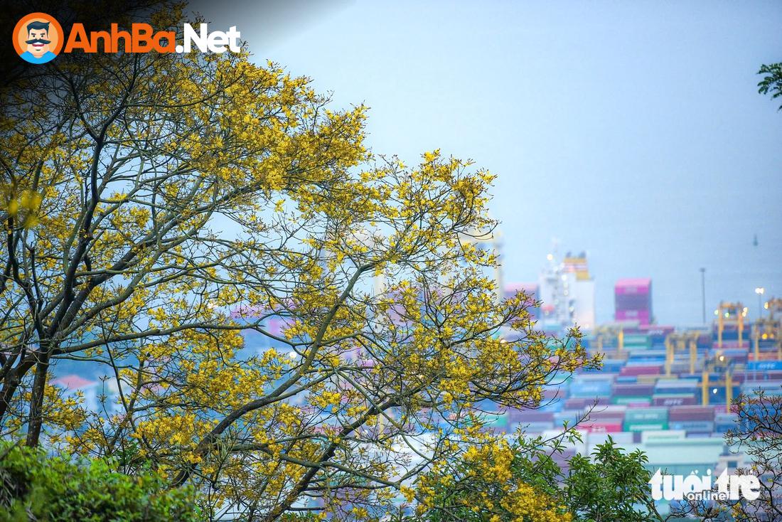 Sơn Trà: Thiên Đường Hoa Đúng Nghĩa