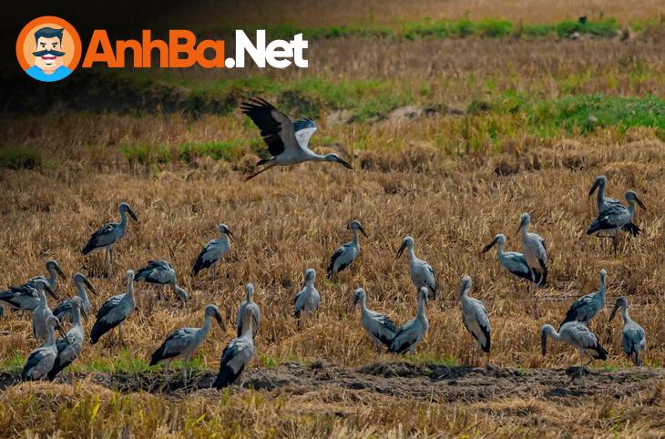 Kêu Gọi Bảo Vệ Đàn Cò Nhạn Tại Gia Lai