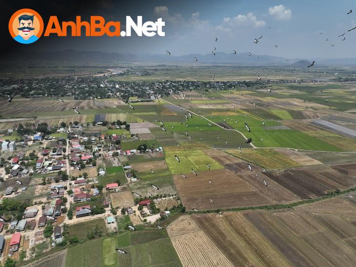 Cò Nhạn – Thú Vị Và Kỳ Bí