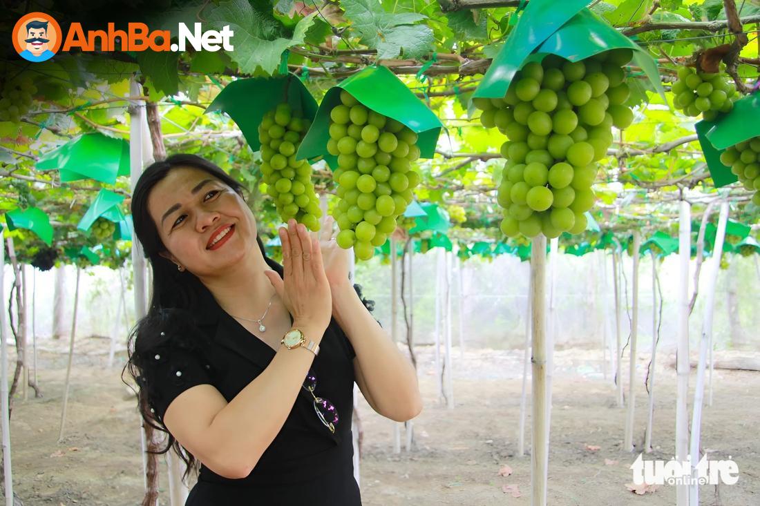Nho Mẫu Đơn Ninh Thuận: Ngọt Ngào Hương Vị, Độc Đáo Trải Nghiệm